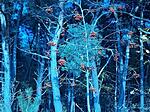 Blue Redberrys