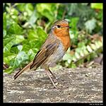 Cheeky Robin

Olympus E-510 and ED 50-200 f/2.8-3.5 SWD
158mm f/4.5 1/250sec ISO 100