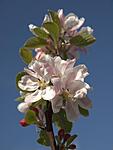 Apple Blossom 013