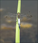 Black Tailed Skimmer