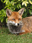Red Fox (vulpes vulpes) 10