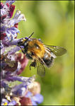 Bumble Bee on Bugle