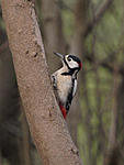 Great Spotted Woodpecker