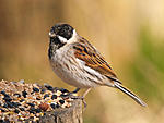 Reed Bunting