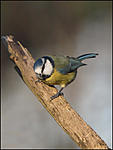 Blue Tit (parus caeruleus)