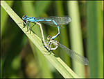 Common Blue Damselfly, Mati