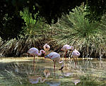 flamingo's