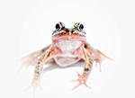 high key frog