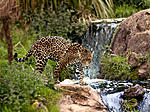 jaguar 3