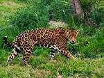 jaguar 2