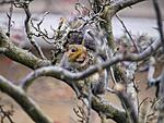 squirrel 2
