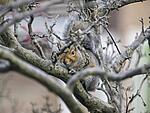 squirrel 3