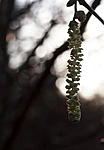 catkin colour