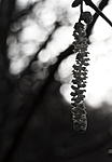 catkin BW