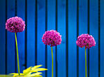 three wise flowers