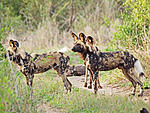 Wild Dog Pack
E620 70-300mm