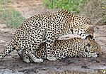 Mating Leopards
E620 70-300mm