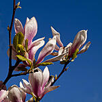 MAGNOLIA
