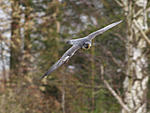 70-300 mm F:4.6 shutter 1/800 Sec. iso 800 Focal length 158 mm