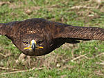 Eagle ISO 800 F:10 Shutter 1/640 Sec. Focal length 252 mm