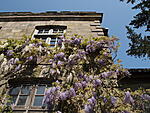 Wakehurst Place 23 April 2011 - the smells comig from the blooms were lovely