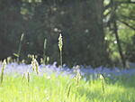 Wakehurst Place 23 April - an attempt at an arty bluebell shot.