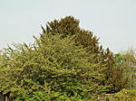 P4240419 1