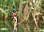 Kingfisher