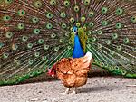 chicken and peacock1