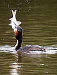 great crested grebe catches fish 1