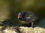 coot chick 1