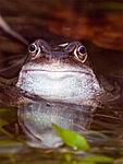 frog1