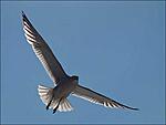 herring gull 1