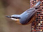 nuthatch 1