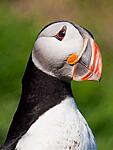 puffin2