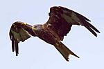 red kite 8