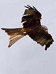 red kite 10