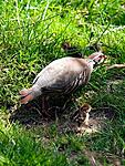 partridge 1