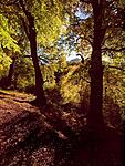 clydach gorge beech woods 2