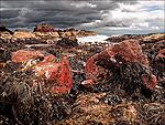 st abbs shoreline