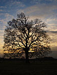 tree of light