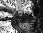 twisted