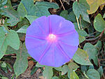 100 watt flower