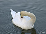 swan