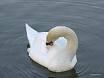 swan