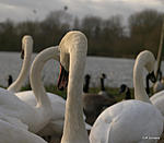 Ride a white swan