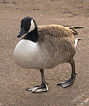 Canada goose