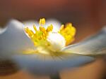 E1 macro art