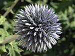 P1010287 (640x480)
thistle head