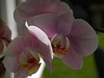 5307787 (1280x960)
orchid